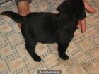 camada de labrador - mejor precio | unprecio.es
