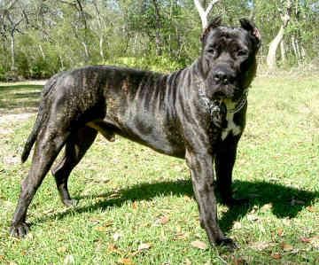 compro presa canario