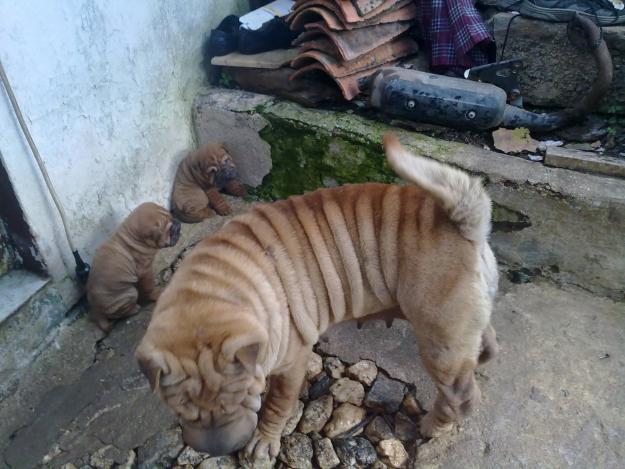 lote de shar pei
