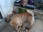 lote de shar pei - mejor precio | unprecio.es