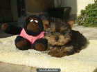 Preciosos cachorritos de Yorkshire minis y medianitos - mejor precio | unprecio.es