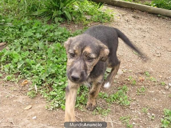 Preciosos cachorros en adopción