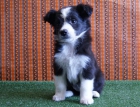 Border Collie cachorritos de dos meses de edad - mejor precio | unprecio.es