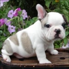 Bulldog frances de exposicion hijos de CH Watson de los Tarantos. - mejor precio | unprecio.es