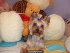 Busco yorkshire hembra para monta - mejor precio | unprecio.es