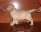 Cachorros golden retriever - mejor precio | unprecio.es