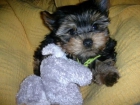 CACHORROS YORKSHIRE TERRIER ENANO A 400E - mejor precio | unprecio.es
