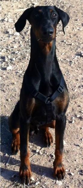 cachrros doberman precio economico