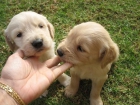 golden retriever marbella - mejor precio | unprecio.es