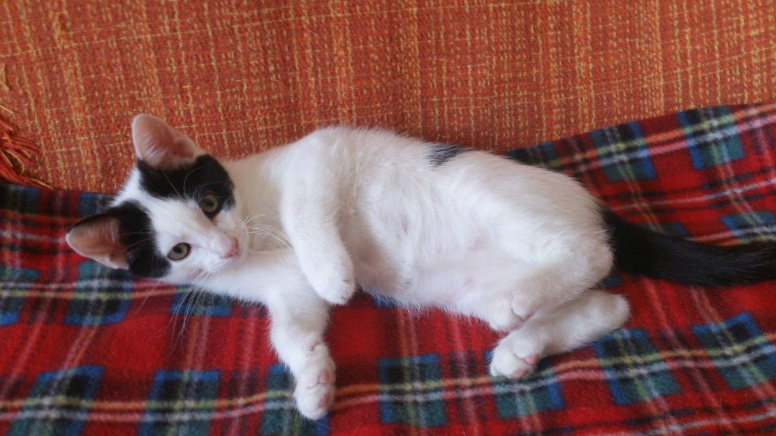 Neko,gatito de 2,5meses encantador en adopción