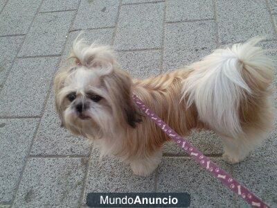 se vende shih tzu