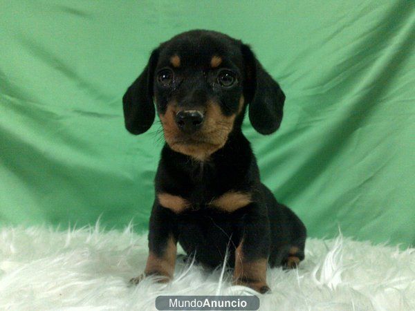TECKEL , CACHORRITOS DISPONIBLES PARA ENTREGA , MUY BONITOS , CRIADERO DAMOS GARANTIAS POR ESCRITO Y PEDIGRE