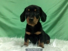 TECKEL , CACHORRITOS DISPONIBLES PARA ENTREGA , MUY BONITOS , CRIADERO DAMOS GARANTIAS POR ESCRITO Y PEDIGRE - mejor precio | unprecio.es