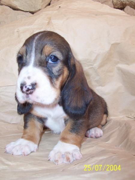 BASSET HOUND, Preciosa camada 400 eur