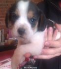 Cachorro beagle tricolor precioso - mejor precio | unprecio.es