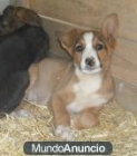 CACHORROS DE 2 MESES EN ADOPCION - VALENCIA - mejor precio | unprecio.es