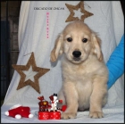 Cachorros Golden Retriever Ducado de Ohcan - mejor precio | unprecio.es