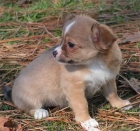 Chihuahua Machito de 3 meses - mejor precio | unprecio.es