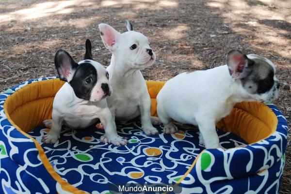 Estas Navidades, ilucionate con tu Bulldog Frances