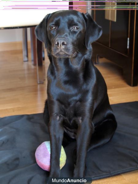 Labrador negra