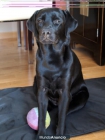 Labrador negra - mejor precio | unprecio.es