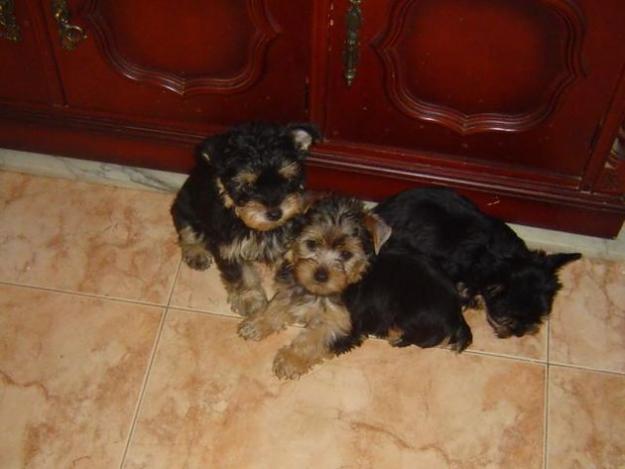 PRECIOSO MACHO DE YORKSHIRE TERRIER