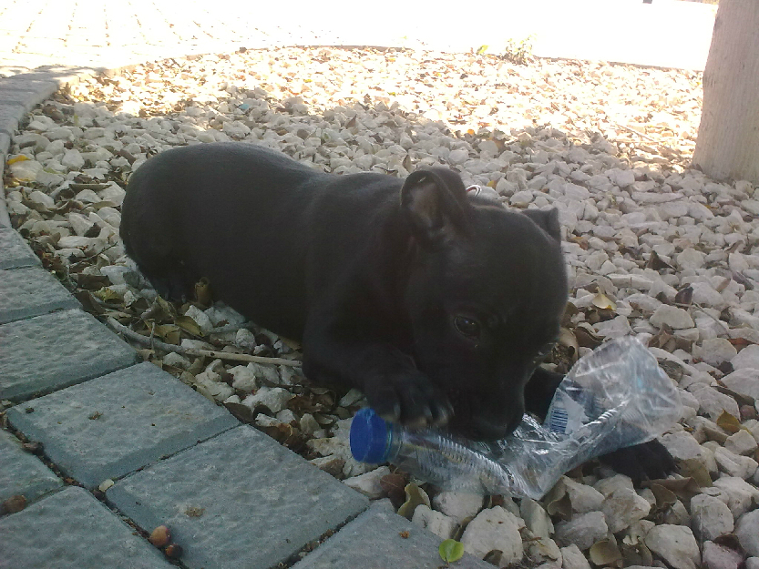 staffordshire bull terrier para monta