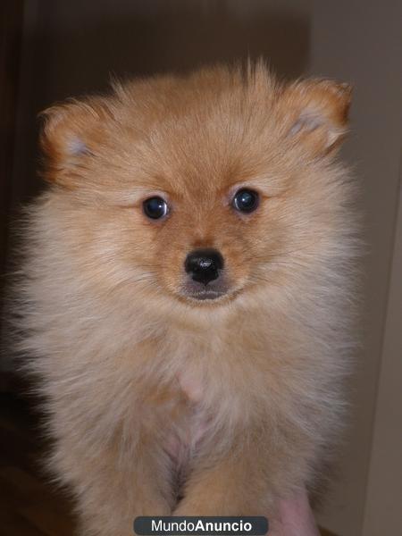 VENDO CACHORRO POMERANIA LULU