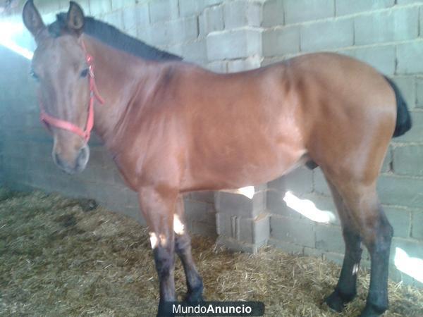 VENDO JACA LUSITANO CON CUARTO DE MILLA