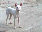 VENDO PODENCO ANDALUZ O CAMBIO POR TEKER - mejor precio | unprecio.es