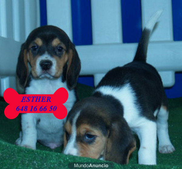 ¡Cachorros de Beagle, muy buen precio!