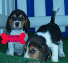 ¡Cachorros de Beagle, muy buen precio! - mejor precio | unprecio.es