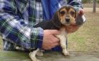 Adorables cachorros de Beagle para casas buenas - mejor precio | unprecio.es