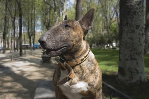 Busco Novia - Bull Terrier Atigrado de 5 años. Precioso