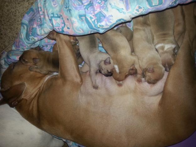 cachorros de pitbull