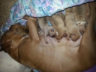 cachorros de pitbull - mejor precio | unprecio.es