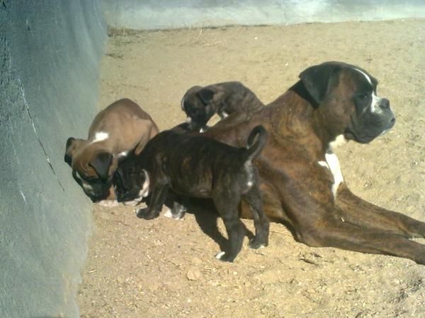 camada de boxer para entregar ya