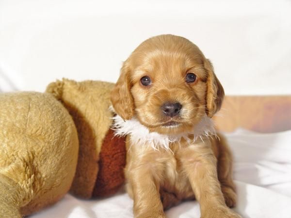 cocker ingles gran pureza por 200 euros