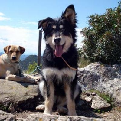 DANA en adopción