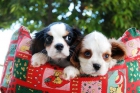En venta preciosos cachoros de Cavalier - mejor precio | unprecio.es