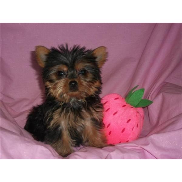 gorgeoustea cup yorkie puppy available for adoption