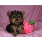 gorgeoustea cup yorkie puppy available for adoption - mejor precio | unprecio.es