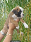 magnifica camada de boxer - mejor precio | unprecio.es