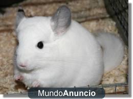 Vendo chinchilla y todos sus accesorios