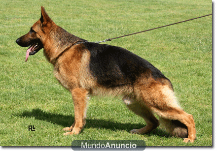 VENTA DE IMPRESIONANTES CACHORROS