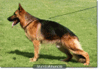 VENTA DE IMPRESIONANTES CACHORROS - mejor precio | unprecio.es