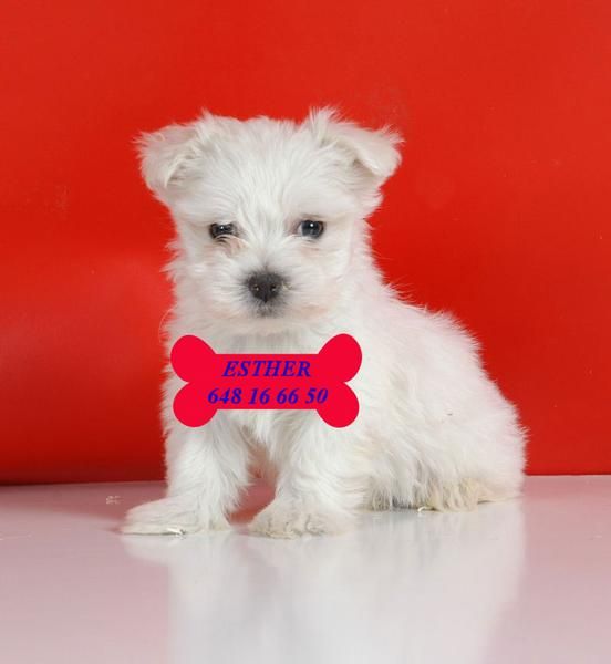 Bichon maltes, son preciosos, ¡¡llévate uno
