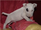 Cachorros de bull terrier.Criador especializado - mejor precio | unprecio.es