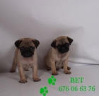 Cachorros de Carlino, los vendo abuen precio - mejor precio | unprecio.es