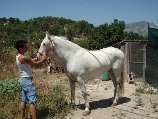 Canbio o vendo caballo